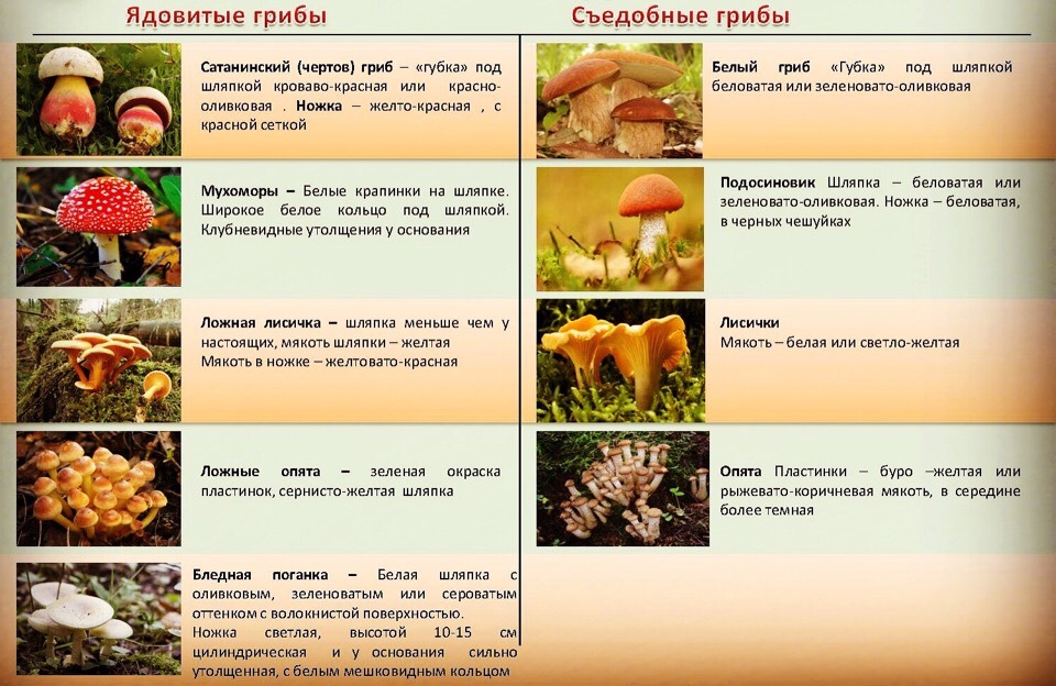 О мерах профилактики отравления грибами