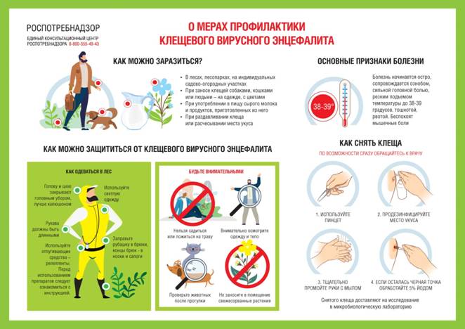 В Турочакском и Чойском районах растёт число людей пострадавших от укуса клещей