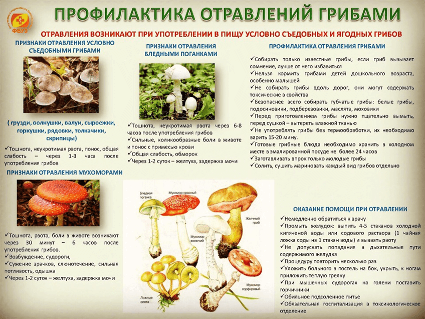 Профилактика отравлений грибами