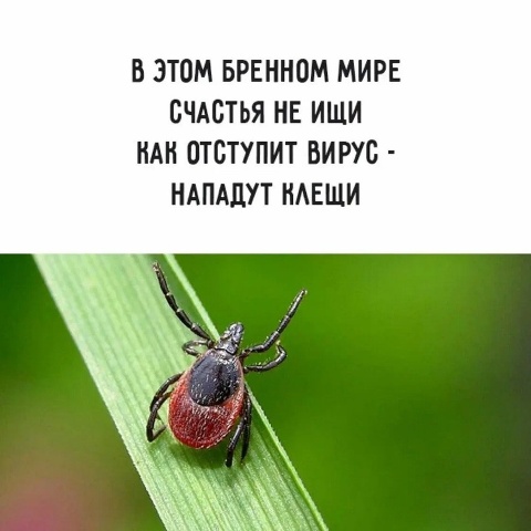 Внимание! В Республике Алтай начался сезон клещей.