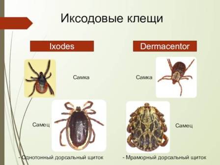 От масла не задыхаются, с деревьев не бросаются и светлой одежды не боятся.Самые популярные мифы о клещах