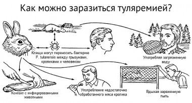 Грызуны и туляремия!