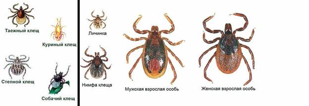 Сохраняется опасность заболеваний, связанных с присасыванием клещей на территории Республики Алтай