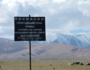 О ходе вакцинации от чумы в Республике Алтай