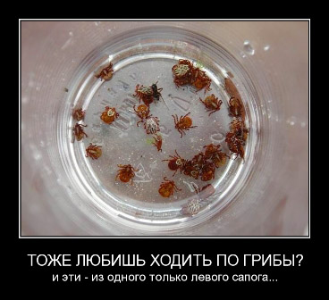 Бабье лето и клещи