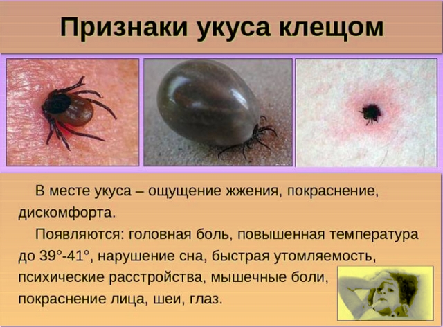 Предупрежден, значит вооружен! Сибирский клещевой тиф– самое распространенное заболевание в Республике Алтай среди клещевых инфекций.