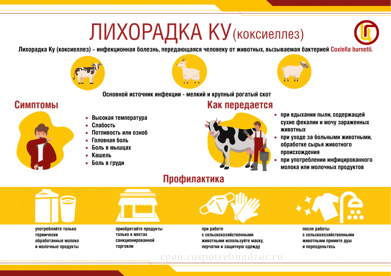 Лихорадка Ку (коксиеллез). Эпидемиология. Меры профилактики